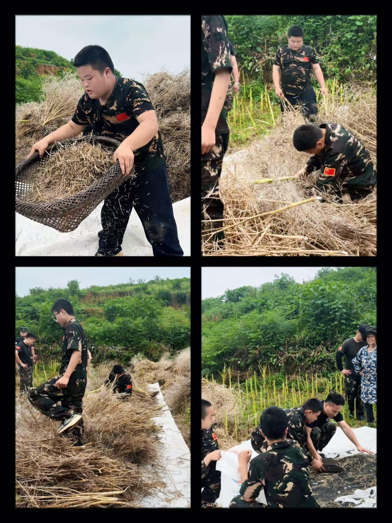 帮老奶奶收菜籽